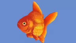 Goldfish