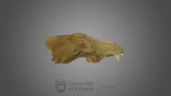 Gray Wolf specimen 01 : male
