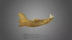 Gray Wolf specimen 02 : male