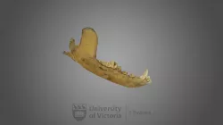 Gray Wolf specimen 03 : male