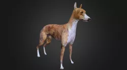 Greyhound