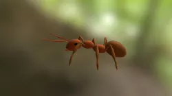 Hormiga