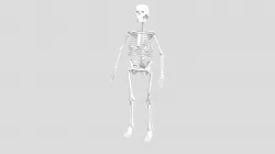 Human Skeleton