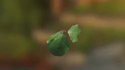 leaf