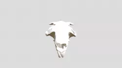Marmota camtschatica, black-capped marmot skull