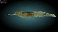 Pipefish