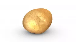 Potato