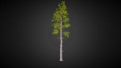 douglas fir 3d models 【 STLFinder