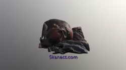 rascal3