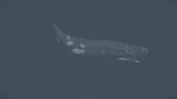 Sperm Whale