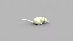 Sugar Mouse