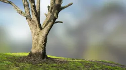 Sunny tree photogrammetry scan