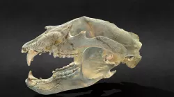 Ursus americanus (Black bear)