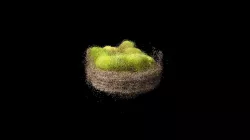 A basket of pear