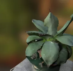 Agave with 123D Catch