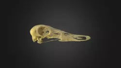 Anas platyrhynchos, skull