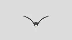 Animated Eagle