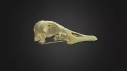Anser anser, skull
