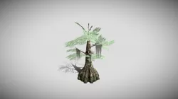 Bald Cypress Tree