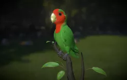 Bird