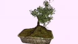 Bonsai