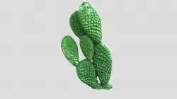Cactus Photogrammetry