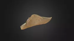 Caretta caretta, mandible