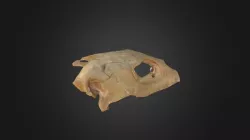 Caretta caretta, skull