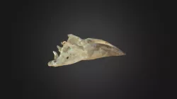 Coccothraustes coccothraustes, mandible