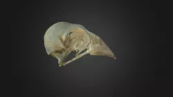Coccothraustes coccothraustes, skull