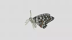 Common Lime Butterfly