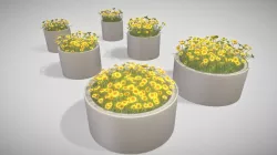 Concrete Pipe Pots With Small Sunflowers