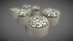 Concrete Pipe Pots With White Flowers