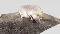 Day 36 - A pig - 1scanaday