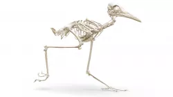 Geococcyx californianus (MSB:Bird:49703)