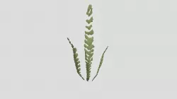 Grass impression
