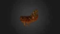 Grasshopper Dick Poly