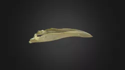 Gyps fulvus, mandible