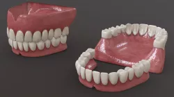 Human Teeth