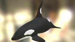 Killer Whale Model