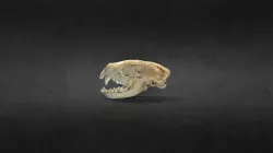 Mephitis mephitis (Striped skunk)