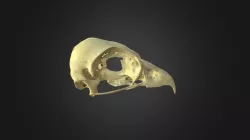 Pandion haliaetus, skull