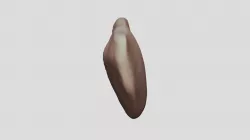 Patella