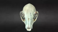 Procyon lotor (Raccoon)
