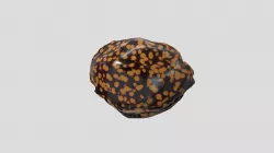 Rock Seashell skin