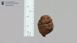 Sa22 - Picea mariana