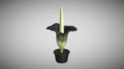 Titan Arum