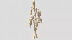 Tree foliage