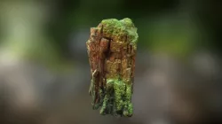 Tree Stump