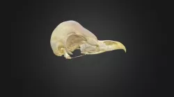 Tyto alba, skull